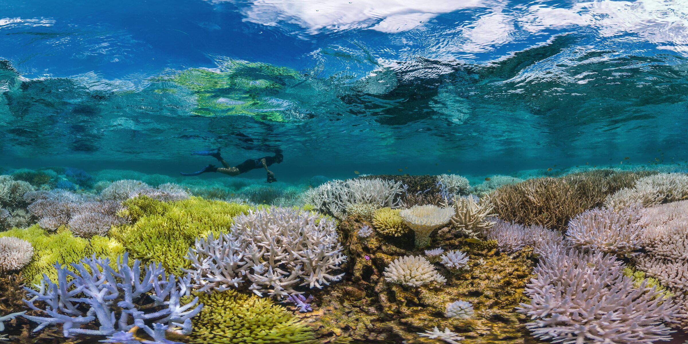 Fluorescing coral — one of the ocean’s most arresting visuals